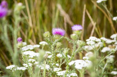 sahada güzel kır çiçekleri