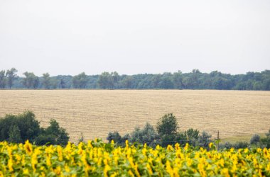 Ayçiçeği ve buğday.