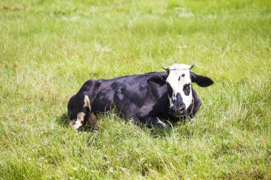 İnek tarlada otluyor.   