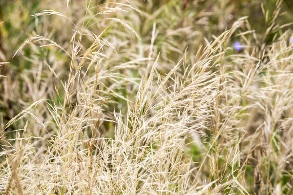 Belles fleurs sauvages sur le terrain — Photo