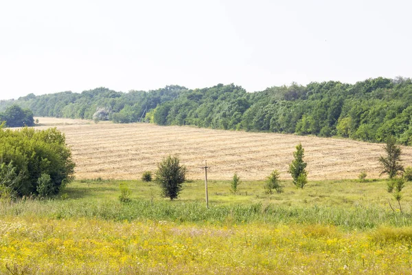 Fältet med solrosor och vete. — Stockfoto