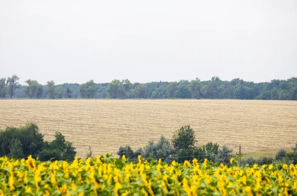 Ayçiçeği ve buğday.