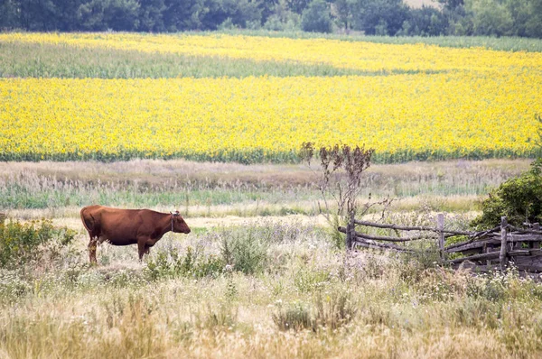 Cow grazing on the field — Stock Photo, Image