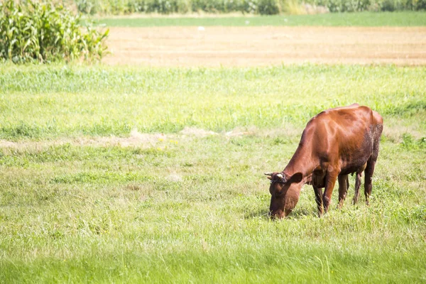 Cow grazing on the field — Stock Photo, Image