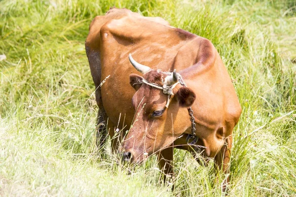 Cow grazing on the field — Stock Photo, Image