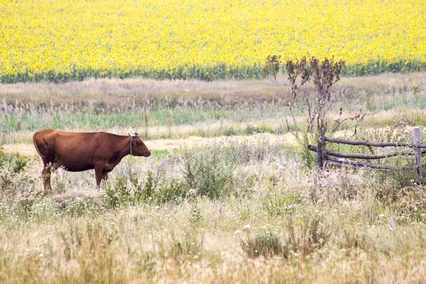 Cow grazing on the field — Stock Photo, Image