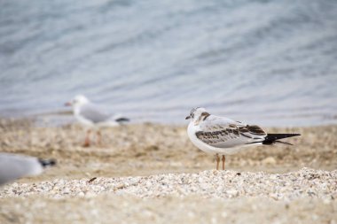 güneşli bir gün denizde yakınındaki plajda martıları 