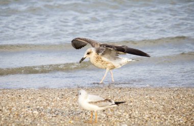 güneşli bir gün denizde yakınındaki plajda martıları 