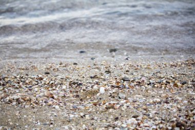 kıyısında deniz kabuğu toplama güneşli gün