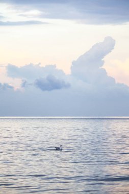 Deniz güzel gökyüzü arka plan üzerinde yüzen martı