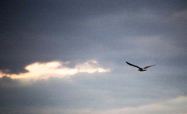güzel gökyüzünde güneş doğarken uçan martı 