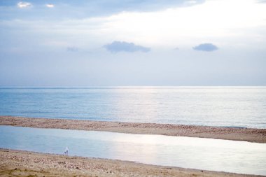 güneşli bir gün denizde yakınındaki plajda martı 