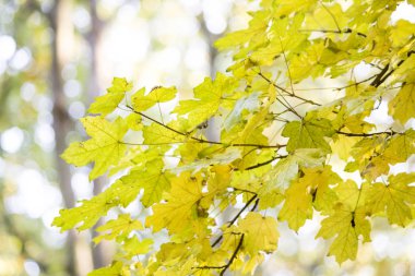 ağaç dalları ile güzel sonbahar sarı akçaağaç yaprakları 