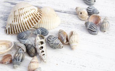 Beyaz ahşap zemin üzerinde deniz kabukları kümesi