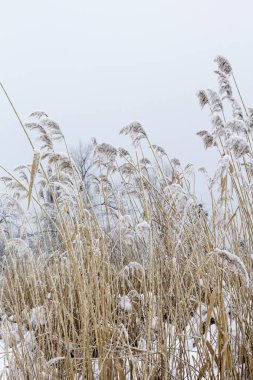 karla kaplı bitkileri güneşli gün ile kış manzarası 