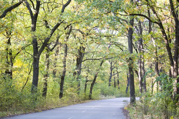 road in beautiful autumn forest at sunny day