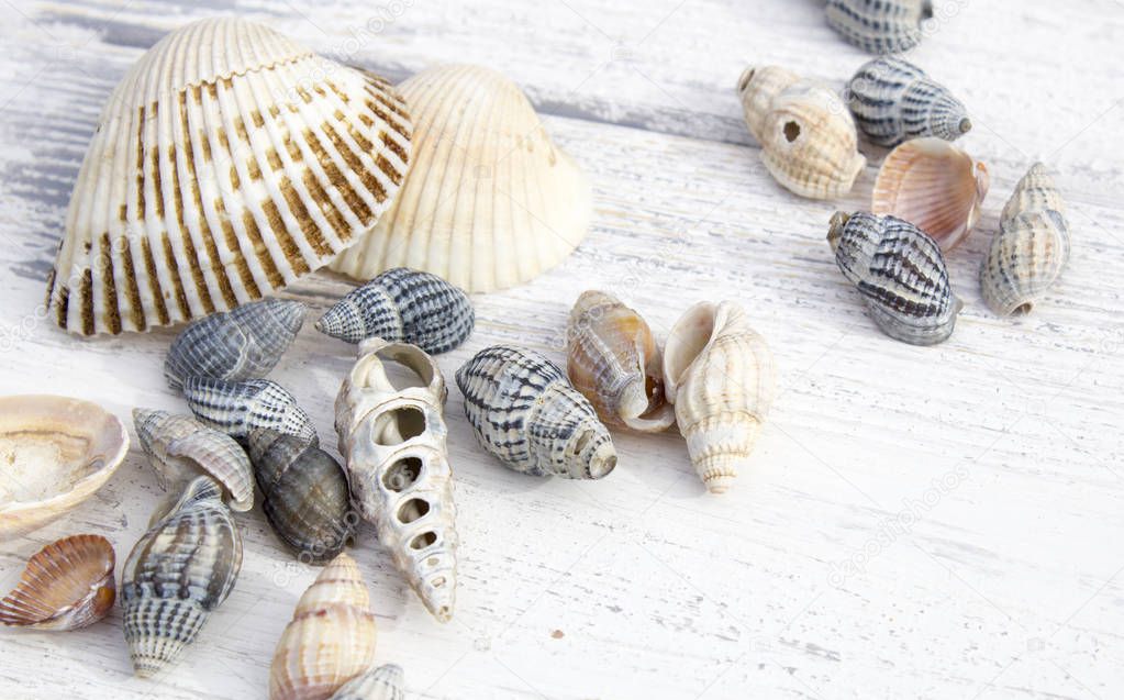 set of sea shells on white wooden background