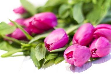 Ahşap arka plan üzerinde parlak pembe laleler