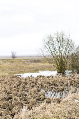 Orman erken ilkbaharda. Bahar orman