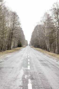 Eski asfalt yol. Asfalt yol ve bahar orman