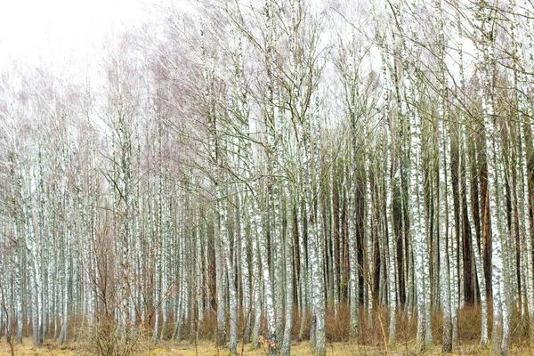 Orman erken ilkbaharda. Bahar orman