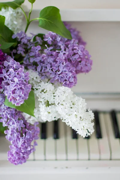紫丁香在钢琴特写 白色的钢琴丁香花在西林加的花冠上有好几种颜色 百合花丛生 — 图库照片