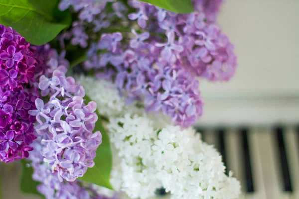 lilac on piano close-up. White piano. Lilac bouquet several colors over Syringa vulgaris. Lilac flowers bunch.