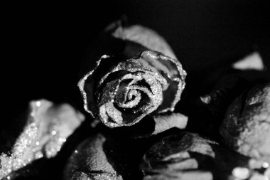 Kuru gül ile Strass