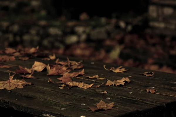 Folhas caídas no parque dos athens — Fotografia de Stock
