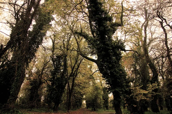 Los árboles en el bosque karditsa greece la madera de invierno —  Fotos de Stock