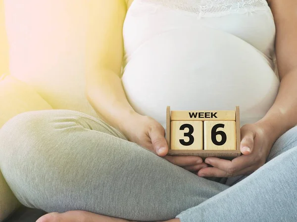 Kalender med veckor 36 av gravida med graviditet kvinnan bakgrund. Moderskap koncept. Väntar ett kommande barn. Vederbörlig datum nedräkning. Stockbild