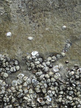 İstiridye kabukları duvar. İstiridye arka plan doku.