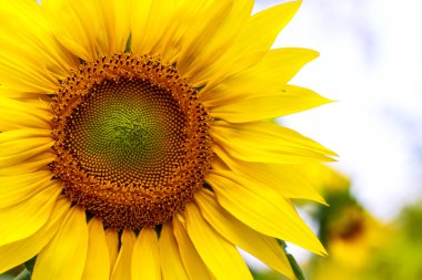 Ayçiçeği closeup, bitki arka plan