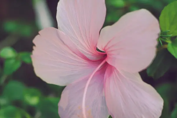 Gros plan sur la fleur d'hibiscus rose — Photo