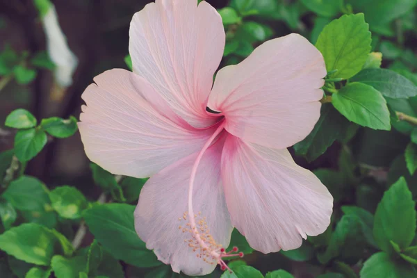 Rosa Hibiscus flower närbild — Stockfoto