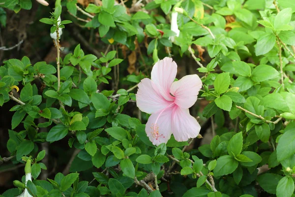 Flor de hibisco rosa ao sol — Fotografia de Stock