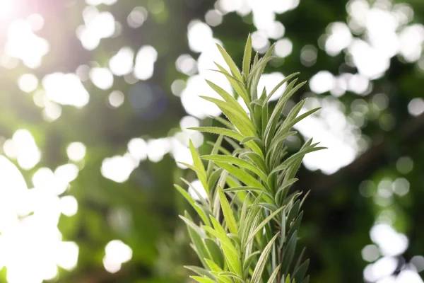 叶绿色背景密切起来，植物背景 — 图库照片