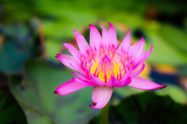 Fondo de loto rosa hermoso, fondo de pantalla, agua —  Fotos de Stock
