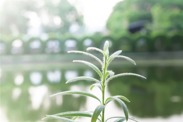 叶绿色背景密切起来，植物背景 — 图库照片