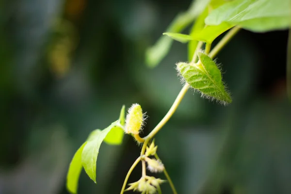 Abstract natural background, plant, green, leaf — стоковое фото