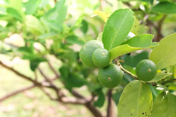 Citronová šťáva na stromě — Stock fotografie
