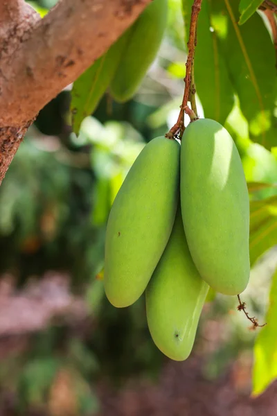 Green mango on the tree leaf background, fruit and food — Stock Photo, Image