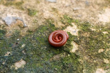 Katta kırkayak ağız kavgası