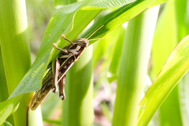 Çekirge yeme Mısır