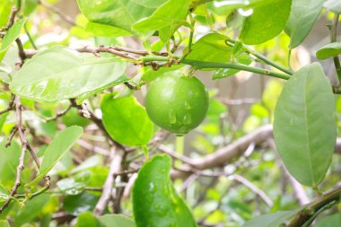 Taze limon ağacı üzerinde 