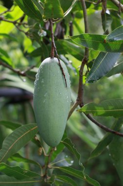 Ağaç yaprak zemin üzerine yeşil mango