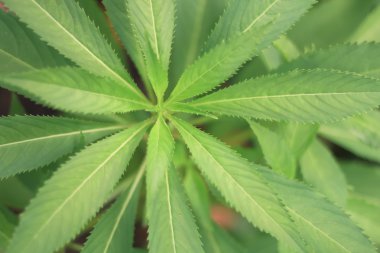 Yeşil Yapraklar Arkaplanı Kapat