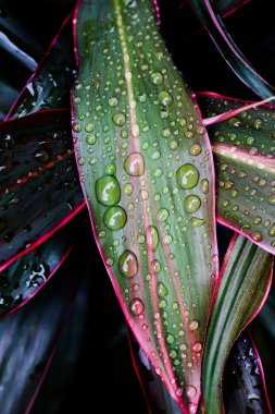 su yapraklara düşer. 