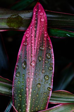 su yapraklara düşer. 