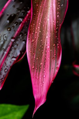 su yapraklara düşer. 